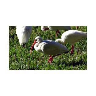 American White Ibis T-Shirt