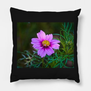 Daisy Marguerite Macro - Magenta Flower With Dark Green Foliage Pillow