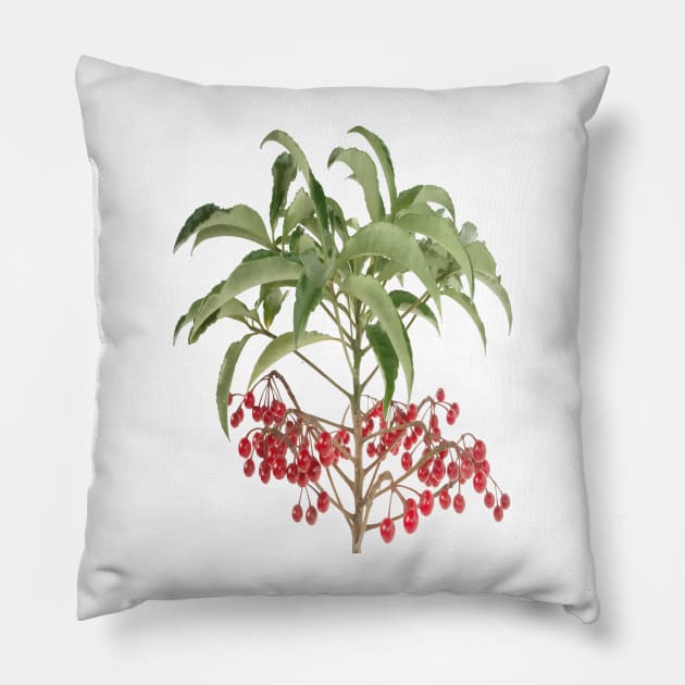 Spice Berry Ardisia Evergreen Shrub Vector Pillow by taiche