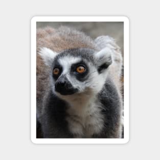 Ring Tailed Lemur Magnet