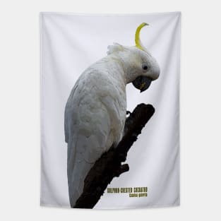 Sulphur-crested Cockatoo_01C Tapestry