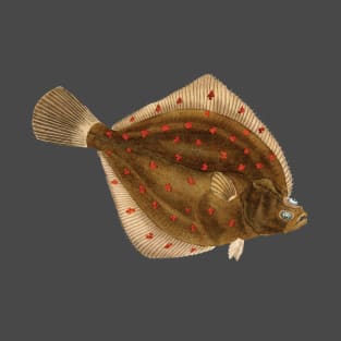 European plaice (Pleuronectes platessa) - flatfish scientific illustration. T-Shirt