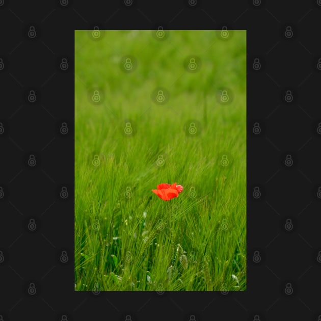 Poppy in Wheat Field by jojobob