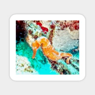 Orange Caribbean Sea Horse Magnet