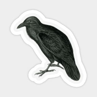 Raven Magnet