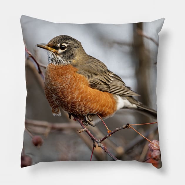 American Robin Pillow by jaydee1400