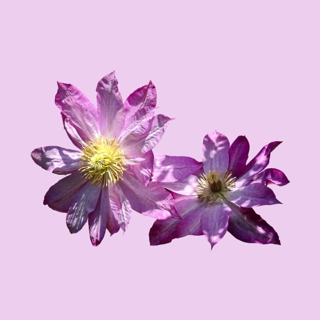 Two Pink Clematis by SusanSavad