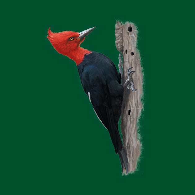 Magellanic woodpecker by uialwen