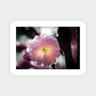 Flowering Almond Close-up Magnet