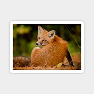 Red Fox Magnet