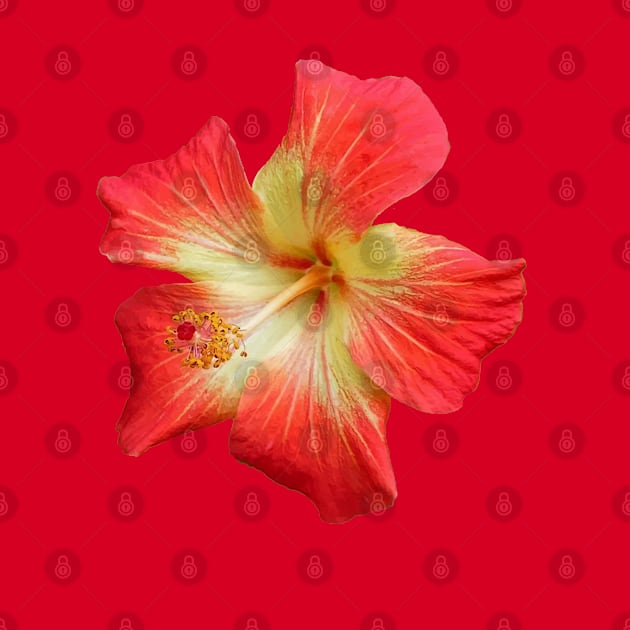 Gorgeous Red And Yellow Hawaiian Hibiscus Flower by taiche