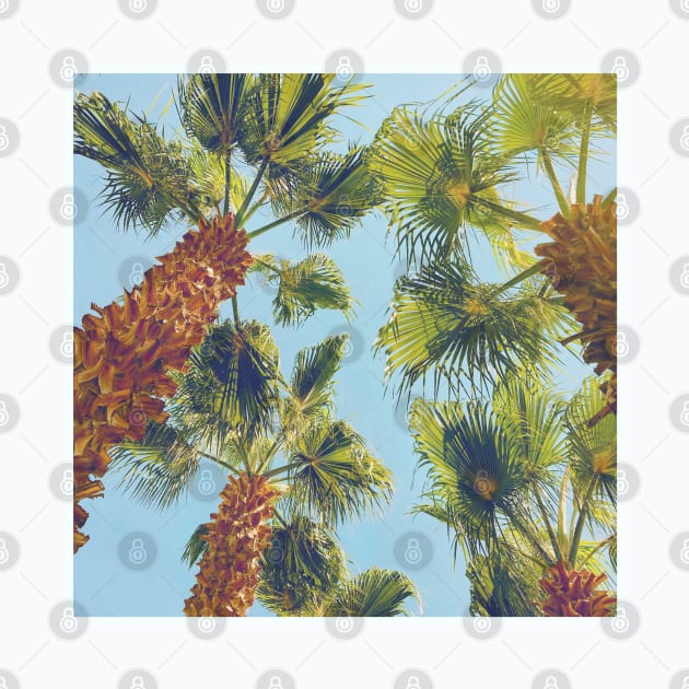 Pretty picture of a Palm Tree. Pretty Palm Trees Photography design with blue sky by BoogieCreates