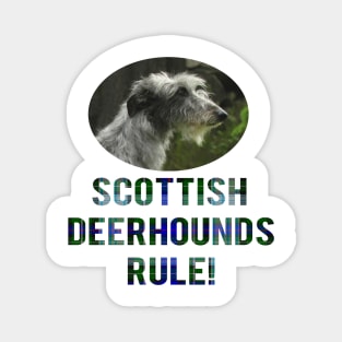 Scottish Deerhounds Rule! Magnet