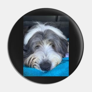 Bearded Collie - Chilled, Calm and Cute Beardie Pin