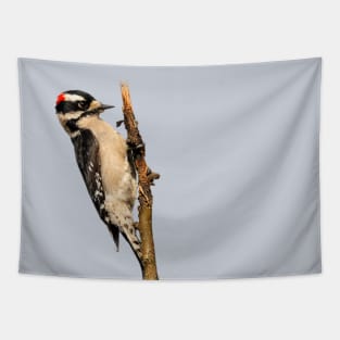 Male Downy Woodpecker on the Pear Tree Tapestry