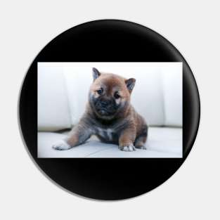 Chow chow Pin