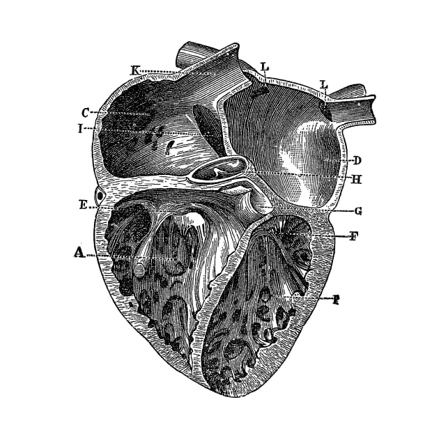 Inner Heart Diagram - Vintage Anatomy by Vintage Anatomy Prints