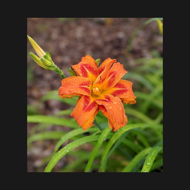 Orange Lily and Bud Photographic Image by AustaArt