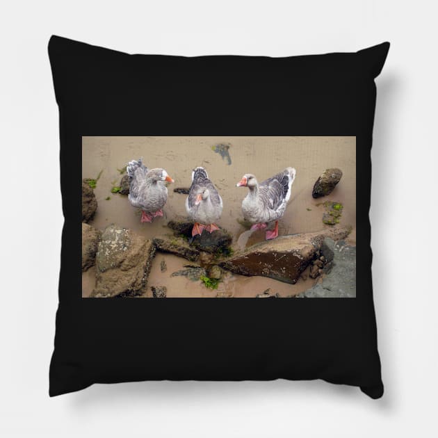 The Three Geese of Apollo Bay Pillow by rozmcq