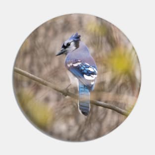 Blue Jay with brown and grey blurred background and green blurred leaves Pin