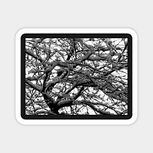 Snow in the branches Magnet