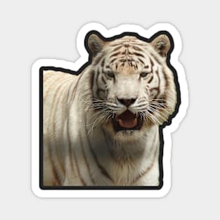 White Tiger Magnet
