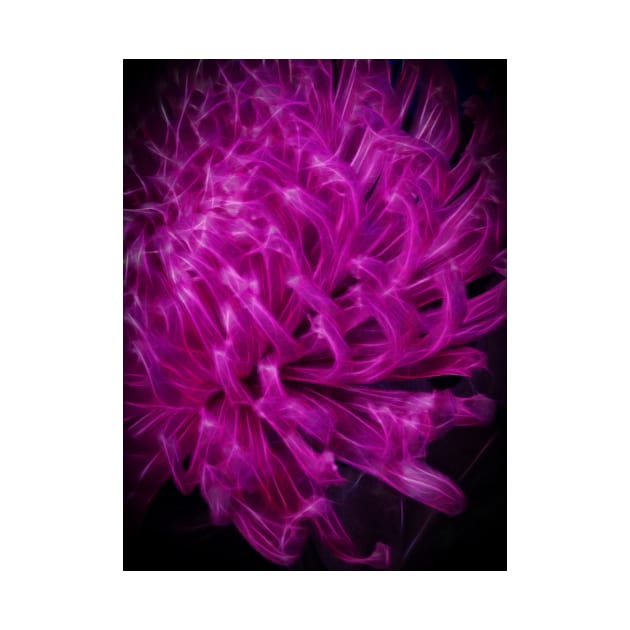 dramatic Allium bloom glowing in rich bright purple colours by mister-john