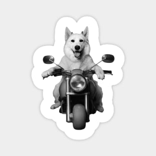 Biker Dog on Motorcycle Magnet