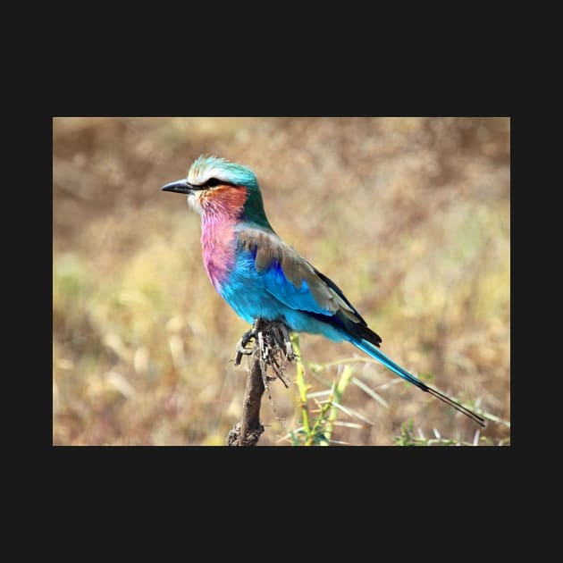 Lilac Breasted Roller, Serengeti, Tanzania by Carole-Anne