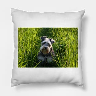 Flo in the Grass Pillow