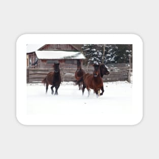 Four horses galloping on winter paddock Magnet