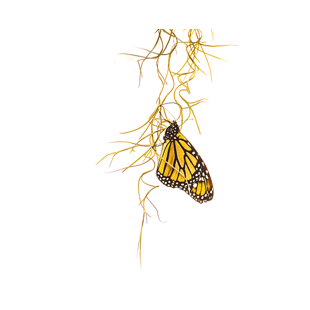 Monarch With Wings Folded by Debra Martz