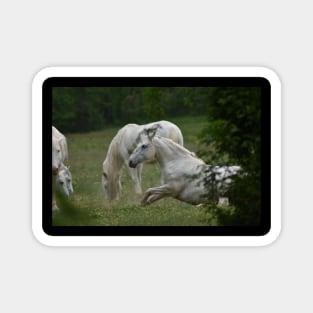 Wild Horses Magnet