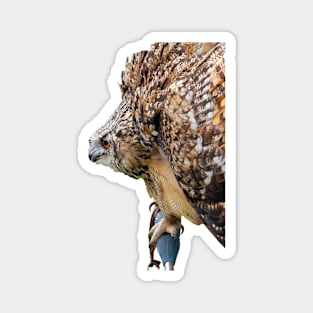 Eagle Owl threat display Magnet