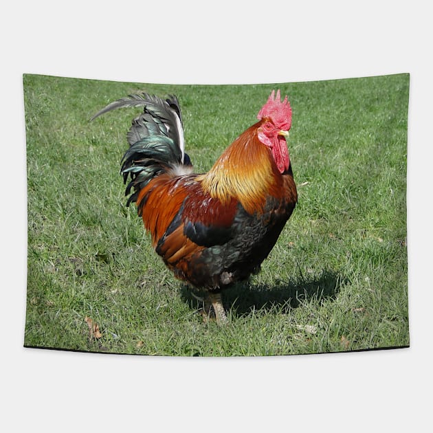 Colourful Cockerel Tapestry by AH64D