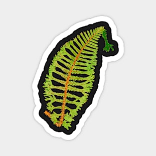 Rare wood fern - Dryopteris Magnet