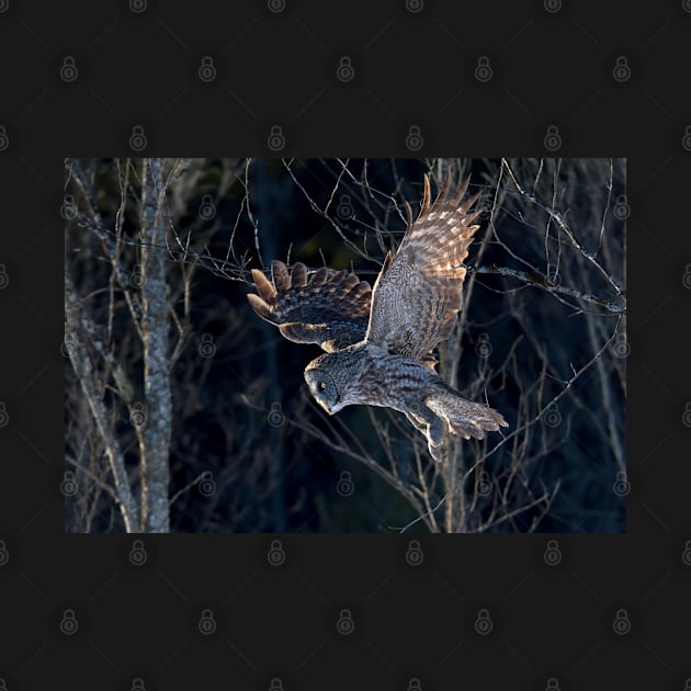 Great Grey Owl by Jim Cumming