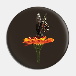 Zinnias - Black Swallowtail on Orange Zinnia Pin