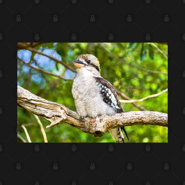 Laughing Kookaburra by Upbeat Traveler