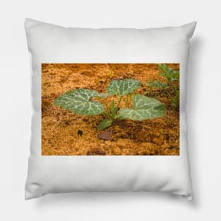 lla melon Pillow