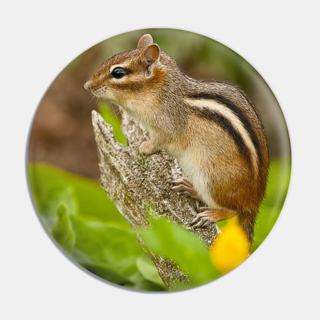 Chipmunk Pin by jaydee1400