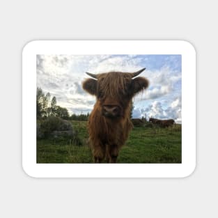 Scottish Highland Cattle Calf 2100 Magnet