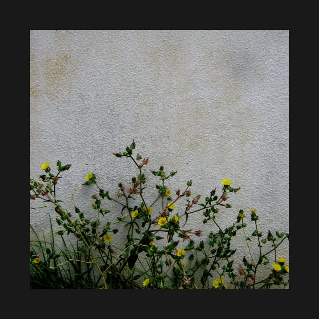 Yellow daisies wild flowers white wall by oknoki