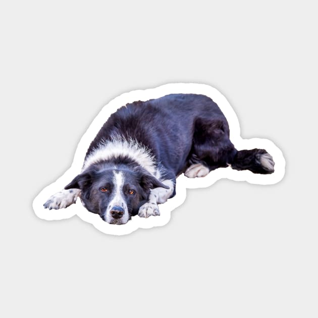 Border Collie Lying Down Playing Fetch Magnet by Amy-K-Mitchell