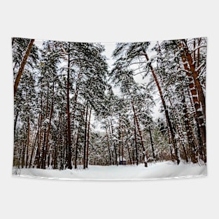 View at the Striginsky Bor Forest Park in Nizhny Novgorod with pine trees, snow, building Tapestry