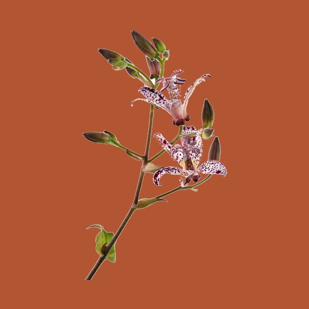 Tricyrtis formosana &#39;Dark Beauty&#39; Toad lily by chrisburrows