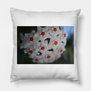 Hoya Mathilde Pillow