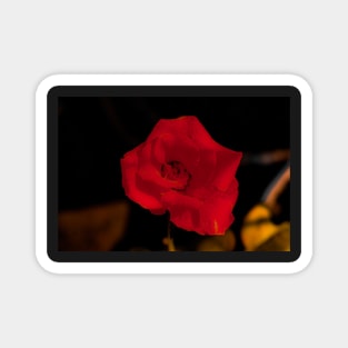 Dark red rose blossom Magnet