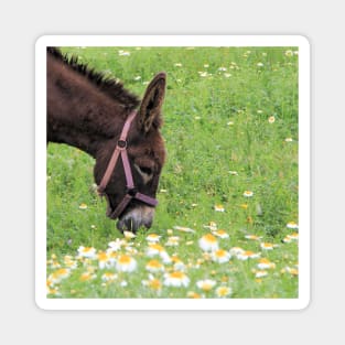 Happy Donkey Magnet