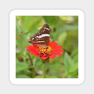 Zinnia with Butterfly Magnet